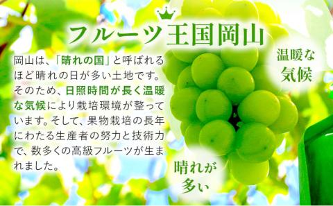 岡山県産 桃太郎ぶどう 2房 (480g以上) 加温栽培 【配送不可地域あり】 《7月上旬-8月末頃に出荷予定(土日祝除く)》 ---osy_chbf5_af7_24_24500_2---