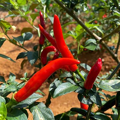 ふるさと納税 伊仙町 徳之島産 豚メンチカツ 島唐辛子 ヤマ・シークニン 10個入り×2袋 【絆ファーム】 |  | 01