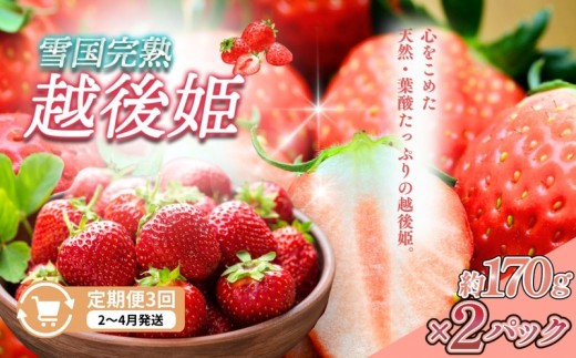 
                  先行予約  定期便 3回【2～4月発送】雪国完熟いちご越後姫 170g×2全3回 定期配送 越後姫 いちご 定期便 完熟 苺 新潟 苺の花ことば
                