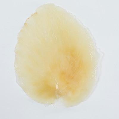 ふるさと納税 川越市 フカヒレ姿煮用(ムナビレ)60g×2枚 |  | 02