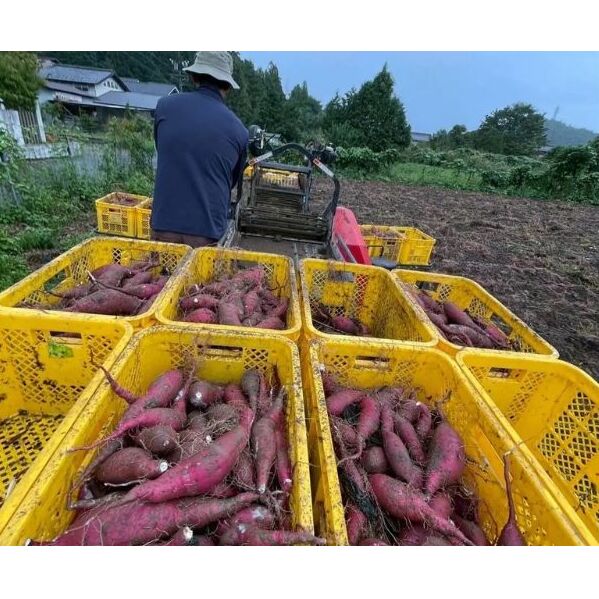 本格 芋焼酎 腰折れ 36度 700ml×2本 セット 瓶 山口智充 ぐっさん ラベル 直筆 化粧箱入り 焼酎 芋焼酎 芋 紅はるか お酒 酒 アルコール 黒麹 晩酌 糖質ゼロ プリン体ゼロ こしおれ