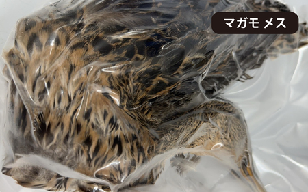 能登 穴水産 天然「鴨」（羽付き）1羽 |お肉 鴨肉 天然