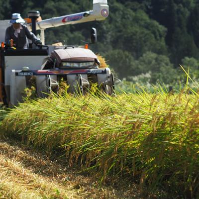 ふるさと納税 南魚沼市 【令和7年産《新米》】≪無洗米≫南魚沼産こしひかり 精米 30kg(5kg×6袋) |  | 02