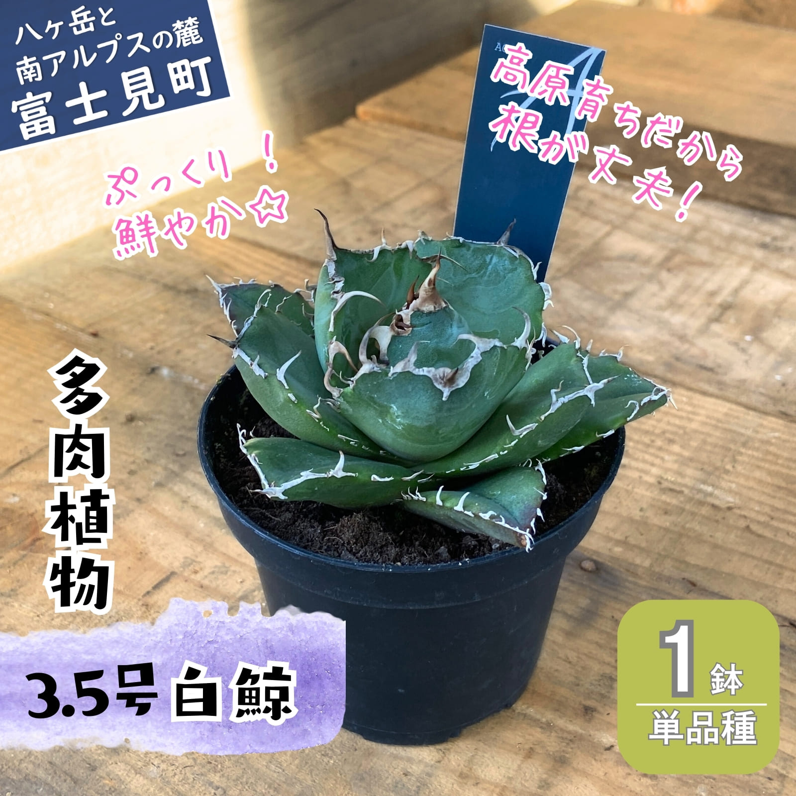 【ふるさと納税】 八ヶ岳育ち 多肉植物 アガベ 白鯨 ラベル付き 3.5号 1鉢 インテリア植物 寄せ植え ギフト プレゼント おしゃれインテリア 高冷地育成