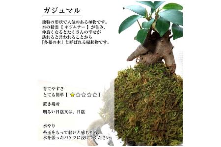 天然苔専門店 弥栄苔 選べる縁起物苔玉（２個セット）【1315】