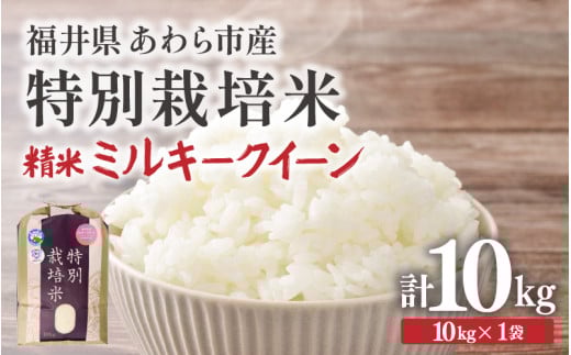 【先行予約】【令和7年産】化学肥料不使用 特別栽培米 ミルキークイーン 精米 10kg × 1袋 / 白米 米 福井県あわら市産 美味しい 特別栽培米 減農薬 安心な米 旨味 甘み もっちり 冷蔵保管米 ※2025年9月下旬より順次発送 [aw010-b006]