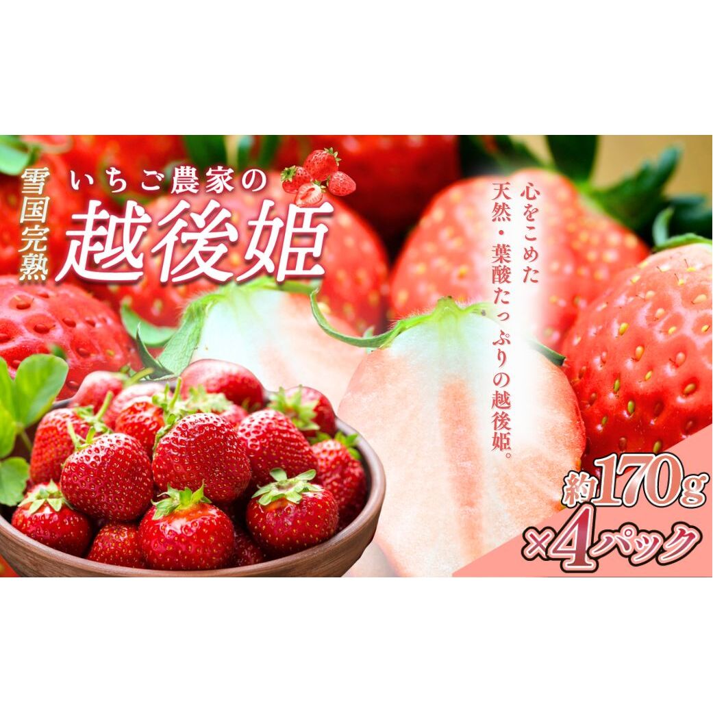 いちご 雪国完熟越後姫 約170g×4P 苺 イチゴ フルーツ 完熟 越後 新潟