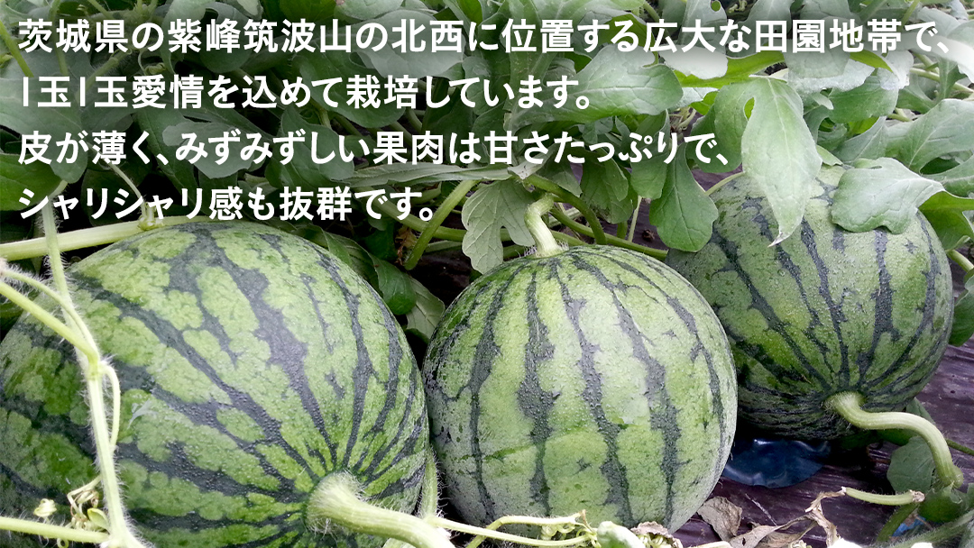  【2025年5月中旬から発送開始】 こだま すいか 4玉～5玉小玉すいか こだますいか 小玉 スイカ 西瓜 果物 フルーツ 茨城 農家直送 産地直送 [BQ015sa]