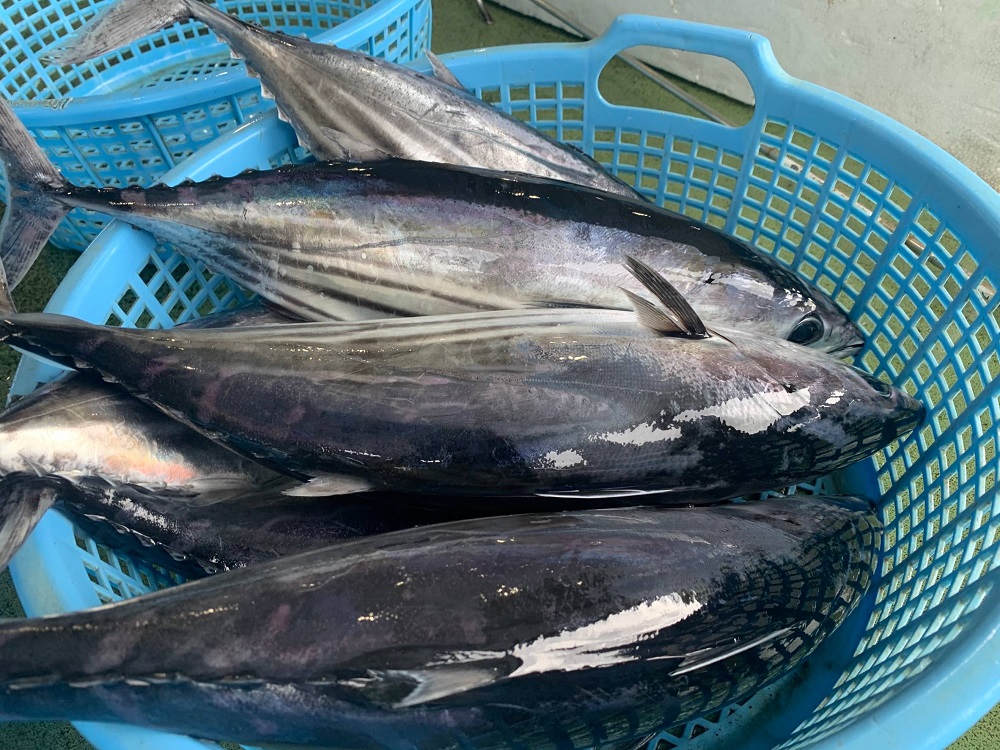 一本釣り漁師歴40年の職人技！かつおのたたき・ポン酢セット400g（1～2節）藁焼き 本場 高知 土佐 鰹 カツオ タタキ わら焼き ぽん酢 冷凍【R00351】