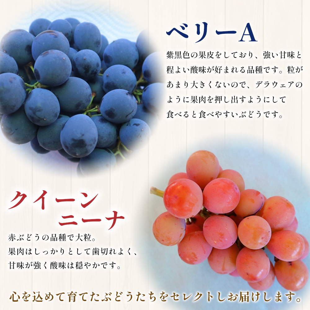 ＜西予の美味しいぶどう セレクトセット／おまかせ 約2kg＞ 果物 くだもの フルーツ 葡萄 ブドウ セット 詰め合わせ つめあわせ 食べ比べ お楽しみ おまかせ 野菜ソムリエ 食べて応援 特産品 産