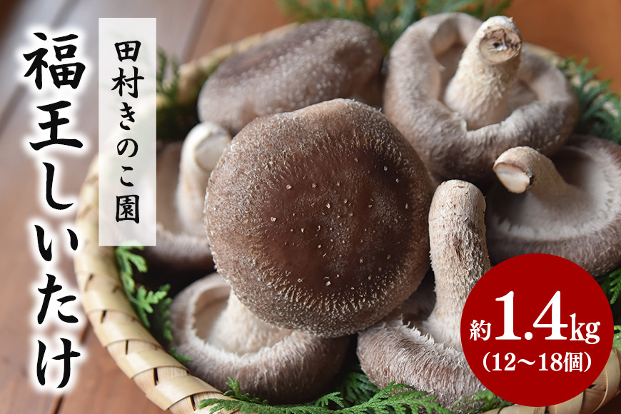 【先行販売/2025年10月中旬～発送】 福王しいたけ 約1.4kg しいたけ 椎茸