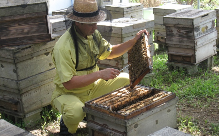 コハマのハチミツ 500g 3本セット 蜂蜜 はちみつ ハチミツ 国産 ギフト 沖縄市 / 農業生産法人株式会社小浜養蜂場 [BCAQ005]