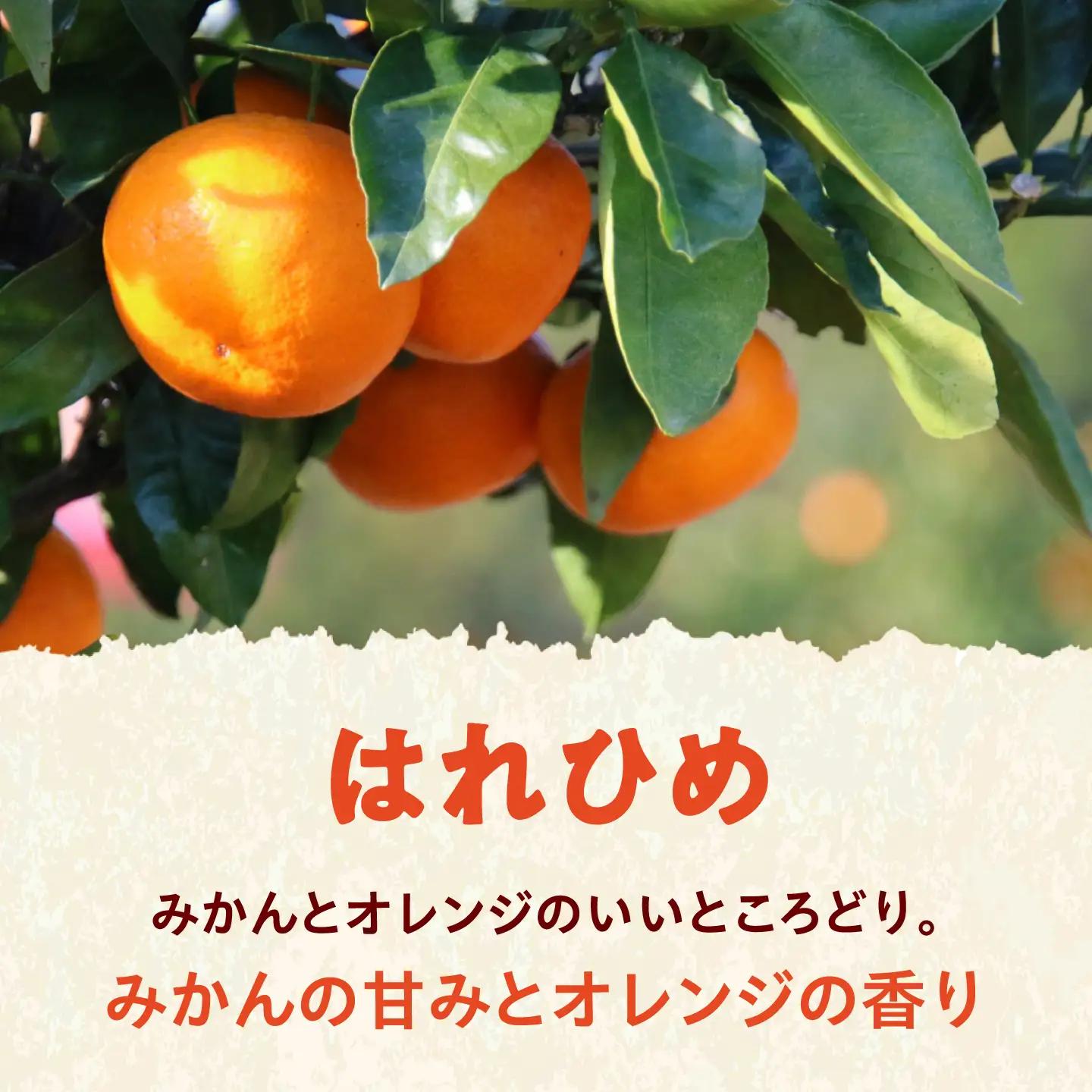 みかん 訳あり はれひめ 約5kg サイズ不揃い【12月上旬から翌年1月上旬まで順次発送】 / フルーツ 果物 蜜柑 ミカン オレンジ 訳あり 訳アリ 小玉 甘い 先行予約 5kg 愛媛 / 愛媛県砥