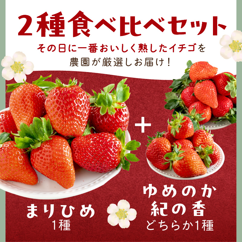 農園直送！完熟イチゴ食べ比べセット2種 6パック《先行予約》2027年1月中旬頃から順次発送予定【配送不可地域：北海道・沖縄・離島】【1225】