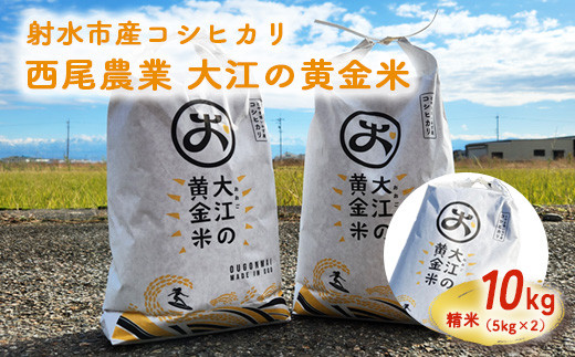 大江の黄金米 コシヒカリ10kg（5kg×2） ｜ 射水市 西尾農業 黄金米 射水の美味しいお米 精米 ※離島への配送不可