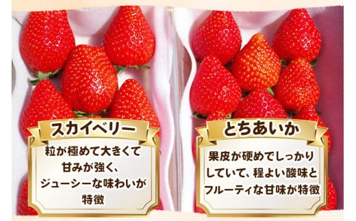 【3月以降発送】大粒スカイベリー＆新品種とちあいか 食べ比べセット 560g 澳原いちご農園  | いちご 苺 イチゴ フルーツ 果物 産地直送 栃木県産