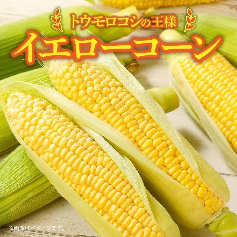 訳あり ご家庭用 瀬戸内イエローコーン 約8kg【2026-6月上旬～2026-7月中旬配送】| コーン