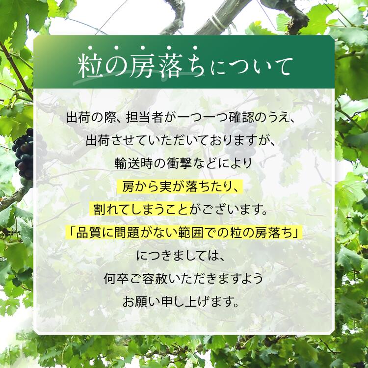【2026年予約販売】皮ごと OK! 長野県産 種なし ナガノパープル 約1kg 秀品 〈2026年8月下旬～10月上旬発送〉 | 果物 くだもの フルーツ ぶどう ブドウ 葡萄 ナガノパープル 種な