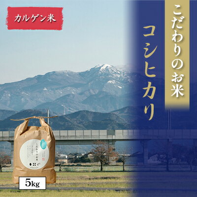 【ふるさと納税】北本農場こだわりのお米令和6年度産コシヒカリ精米5kgカルゲン米　 白米 ライス ブランド米 ご飯 炭水化物 毎食 朝ごはん ランチ 昼ごはん 夜ごはん 食卓 主食 おにぎり 直送 　お届け：2025年9月22日～順次配送