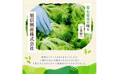 【農薬不使用】洗わずに食べられる プレミアム 水耕栽培 レタス ５袋