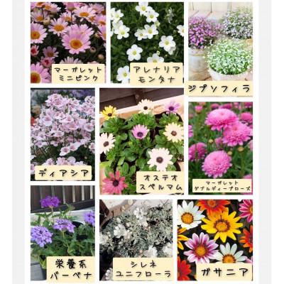 ふるさと納税 上郡町 季節のお花お任せ24苗セット |  | 01