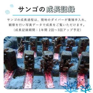 成長記録が贈られる!国頭村の「サンゴ株主」プログラム5株【1581395】