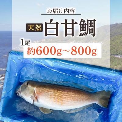 ふるさと納税 土佐清水市 天然 白甘鯛 1尾(約600g〜800g)※下処理なし・指定日不可※ 希少高級魚【R01545】 |  | 01