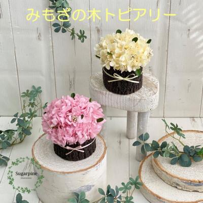 ふるさと納税 春日部市 プリザーブドフラワーアレンジ【みもざの木】春日部市 シュガーパイン |  | 02