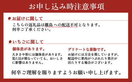 朝摘み とちあいか 2パックセット  | いちご 栃木 とちあいか 甘い 糖度 旬 新鮮 フルーツ 果物 アレンジ スイーツ いちごジャム フルーツサンド※離島への配送不可 ※2026年1月～3月頃に