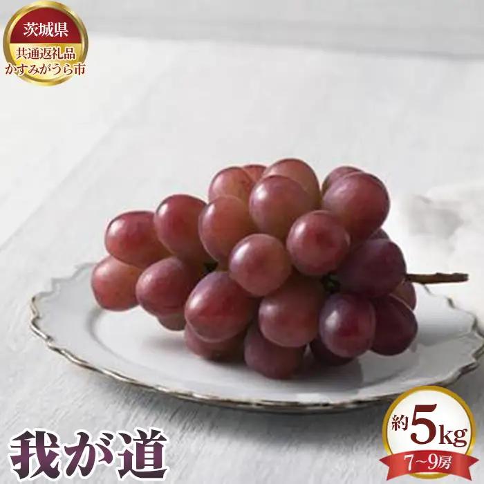 【先行予約】我が道　約5kg（7～9房）【茨城県共通返礼品 かすみがうら市】 No.653