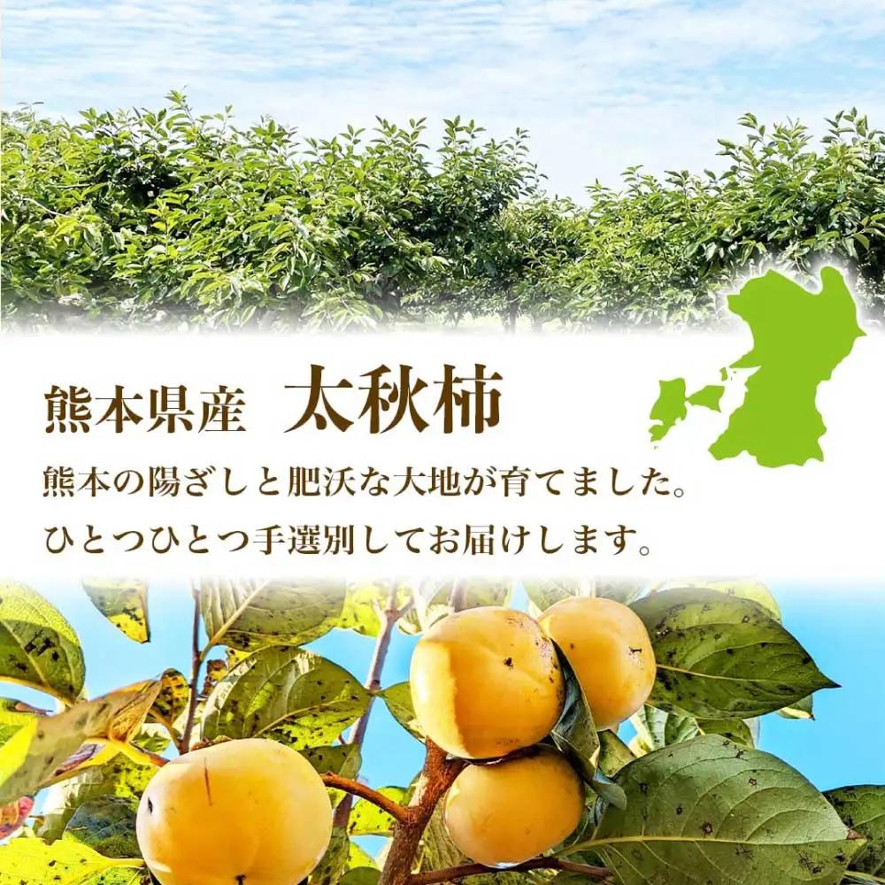 先行予約 柿 太秋柿 約6kg(16～30玉) 【2026年9月上旬～10月下旬発送予定】