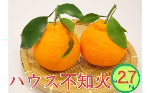 ハウス不知火　約2.7kg