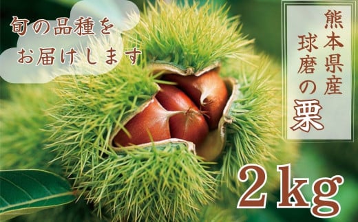 【発送時期：2025年9月上旬～10月上旬】熊本県ＪＡくま産　球磨の栗　2kg(2L以上　旬な品種)