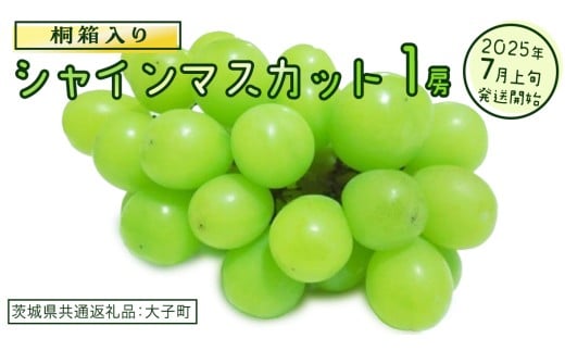 【桐箱入り】 シャインマスカット １房【2025年7月上旬発送開始】(茨城県共通返礼品：大子町)  ぶどう 葡萄 マスカット フルーツ 果物 贈答用 ギフト 贈り物