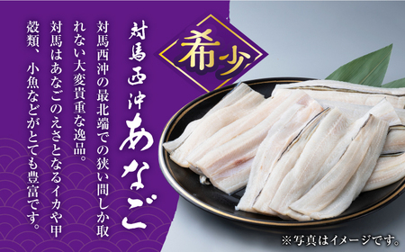 【全6回定期便】対馬産 西沖あなご 200g×3パック《対馬市》【保家商事】 あなご 穴子 アナゴ 海鮮 海産物 魚介[WAA026]