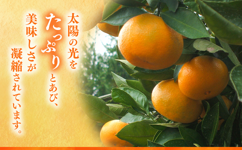 後藤みかん農園 温州みかん 3kg 宮川 片山 果物 くだもの 旬のフルーツ 旬の果物 季節のフルーツ 季節の果物 柑橘 柑橘類 静岡 浜松市