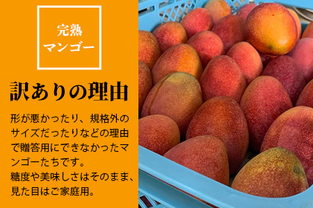 【訳あり】石垣島産マンゴー（約 1.5kg：4～6 個）C級 《2024年7月上旬から順次発送》 KP-12 【 産地直送 旬 フルーツ 新鮮 訳あり マンゴー 石垣 沖縄 】