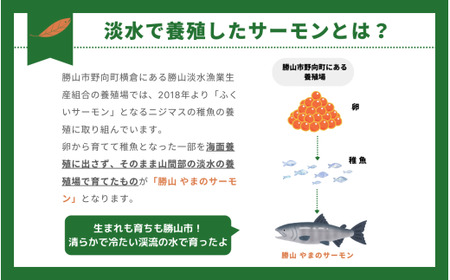 勝山 やまのサーモン 半身 冷凍  ※800ｇ以上×1枚 [A-050009]
