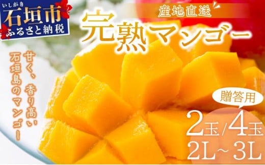 
                  【2026年6月末から順次発送】選べる数量 2～3玉(約1kg)/3～6玉(約2kg)  2L～3L マンゴー 【 産地直送 旬 フルーツ 新鮮 完熟 マンゴー 石垣 沖縄 】
                