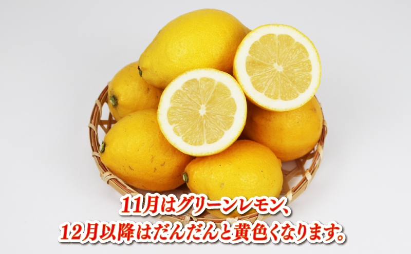 レモン 家庭用 4kg サイズ不揃い 兵頭農園 れもん 檸檬 レモン果汁 酸味 爽やか 果実 サワー ジュース チューハイ remon 青レモン 果物 くだもの ビタミン フルーツ 柑橘 農家直送 産