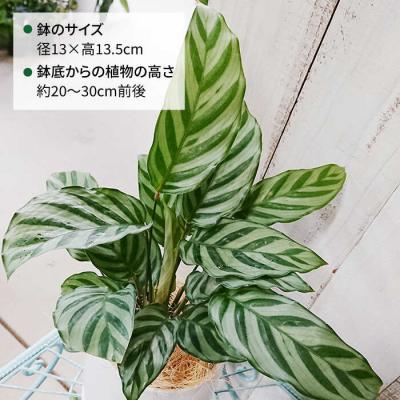 ふるさと納税 糸島市 カラテア・フレディ糸島市/cocoha[AWB017]観葉植物グリーンインテリア室内 |  | 01