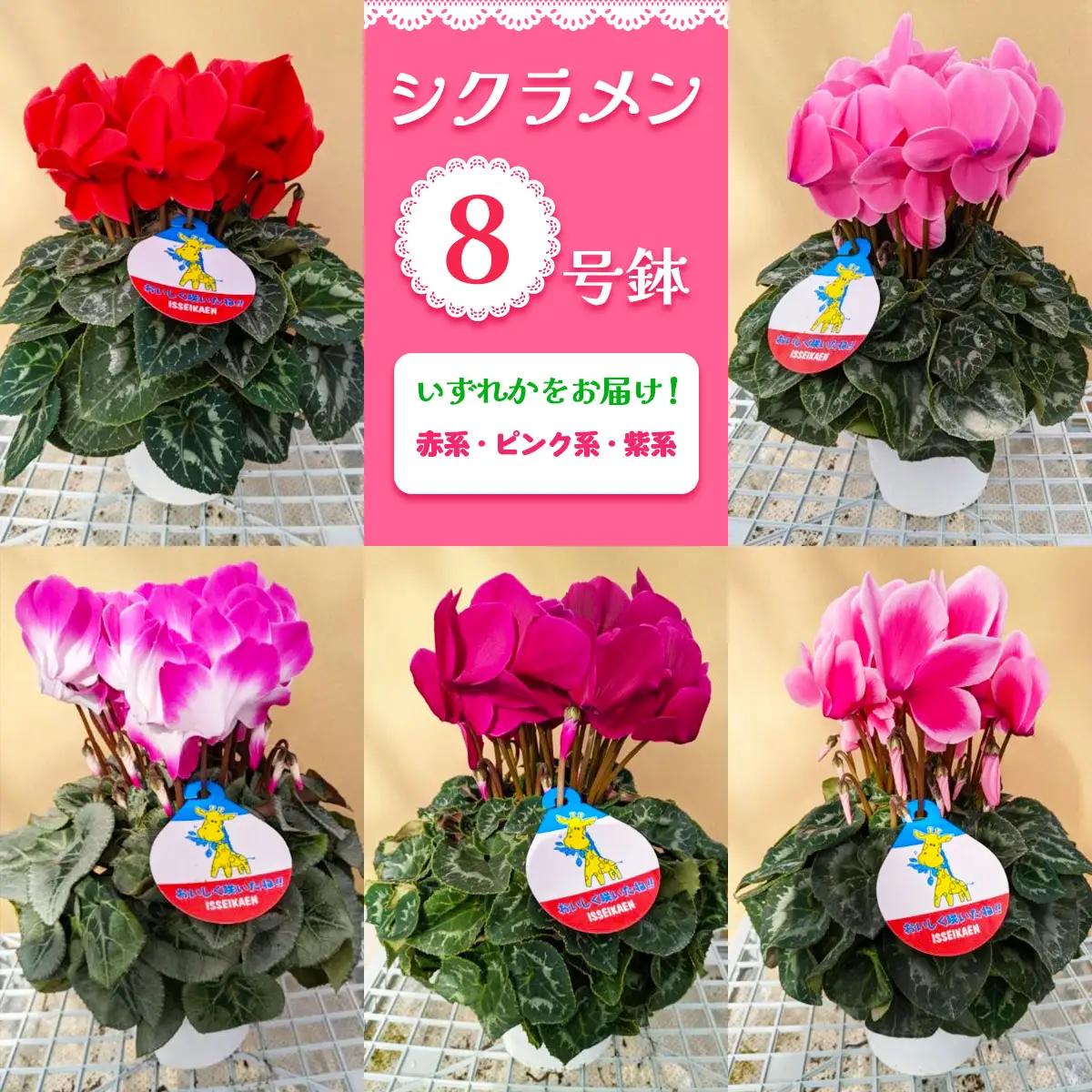 【先行予約】シクラメン 8号鉢 (赤系・ピンク系・紫系のいずれか) [0748]