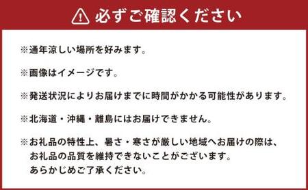 【2024年3月上旬発送開始】胡蝶蘭切り花20束 80輪セット