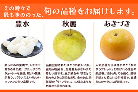 坂村梨園 玉東梨 熊本県玉名郡玉東町 約5kg(5～18玉前後) 梨 なし 果物 旬の梨 《8月中旬-11月上旬頃出荷》｜ブランド梨 人気梨 特産品梨 熊本県梨 玉東町梨 大人気返礼品