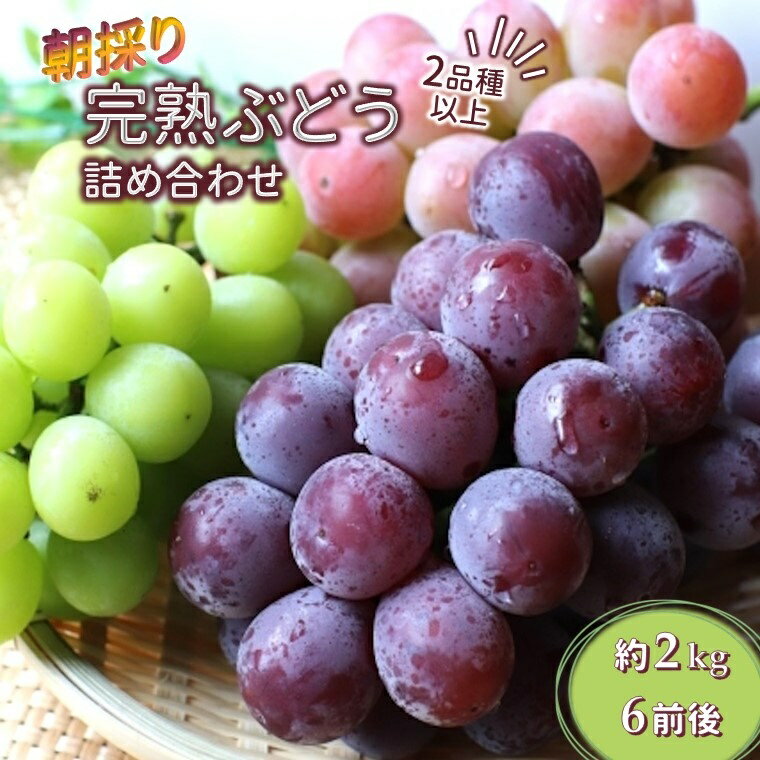 【ふるさと納税】【今夏収穫分】ぶどう詰め合わせ 2kg 予約受付 安芸クイーン シャインマスカット 巨峰 おまかせ 完熟 露地栽培 食べ比べ フルーツ 果物 甘い ジューシー 新鮮 採れたて 予約 糖度 おすすめ 美味しい