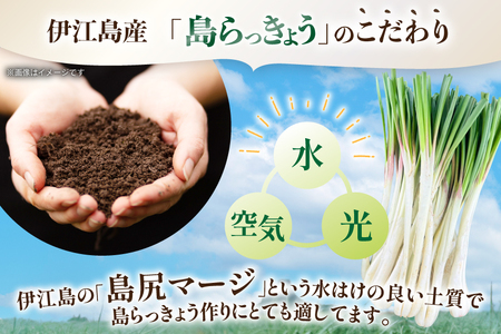【期間限定発送】 島らっきょう 生 約 4kg