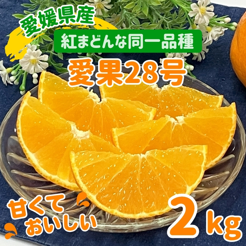 愛果28号 2kg みかん 紅まどんなと同一品種 農園直送 先行予約 12月から順次発送 愛媛 数量限定 愛媛県産 人気 柑橘 伊予市｜B333