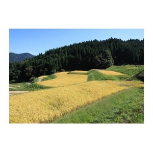 K9【 令和7年産】しそうの おいしい お米 コシヒカリ 玄米 3㎏　【 こしひかり 玄米 兵庫県産 宍粟市産 3Kg 少量 】