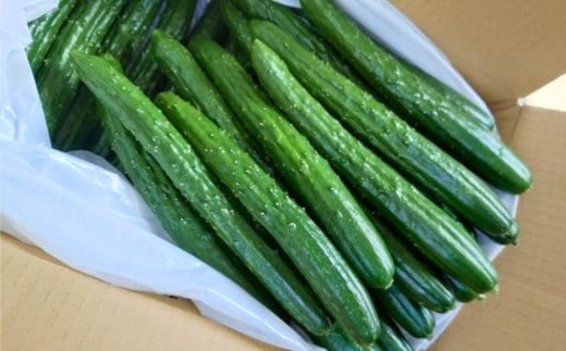 きゅうり 約 4kg (約40本) 朝どれ 朝獲れ 新鮮 夏野菜 胡瓜 キュウリ きゅうり | 石川県 小松市 【JA小松市】