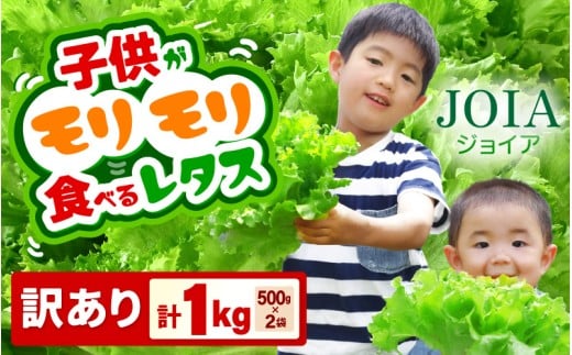 【訳あり】不揃い 苦くな～い！野菜ぎらいの子もモリモリ食べるやさしいレタス 500g×2袋  計1kg（栽培期間中農薬不使用・洗わず食べられる）【野菜 生野菜 レタス サラダ お弁当 水耕栽培 洗わず食べられる 時短 付け合わせ】[m40-a026]